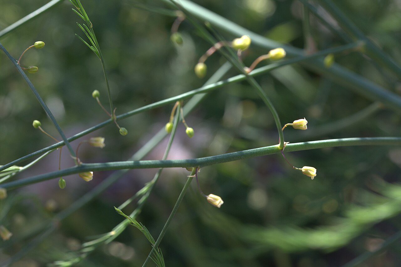 Asperge 2