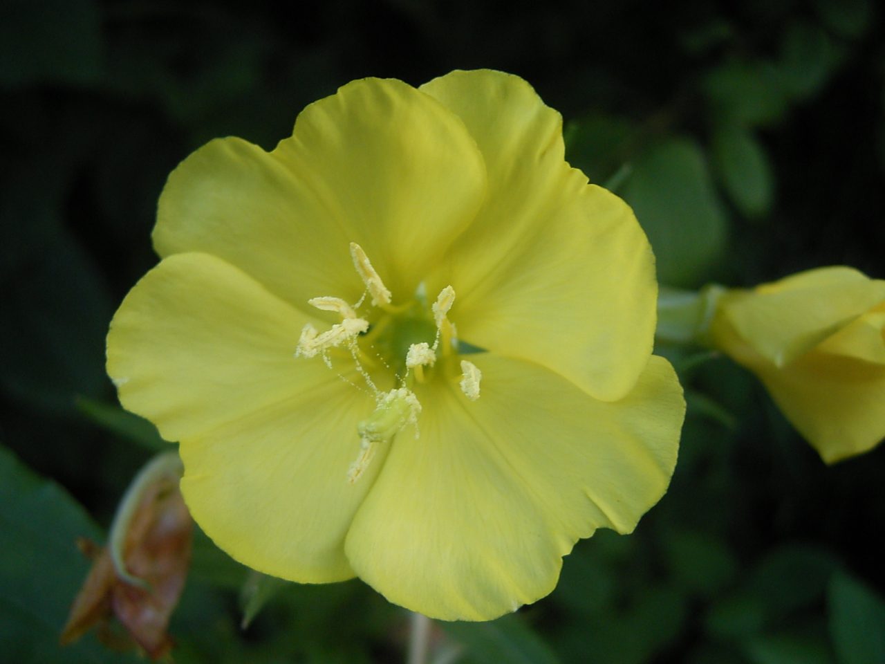 Middelste teunisbloem