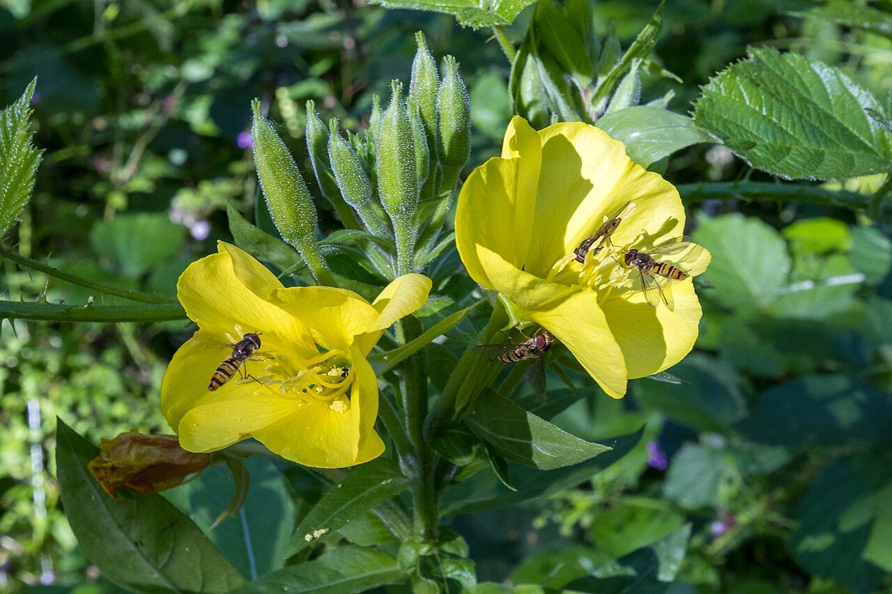 Middelste teunisbloem 2