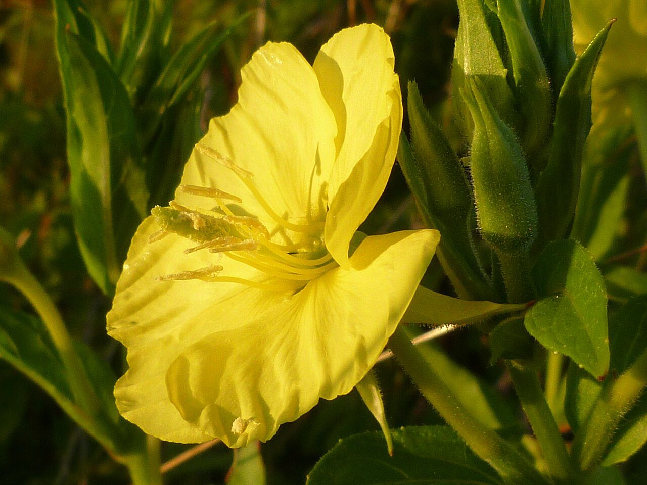 Middelste teunisbloem 3