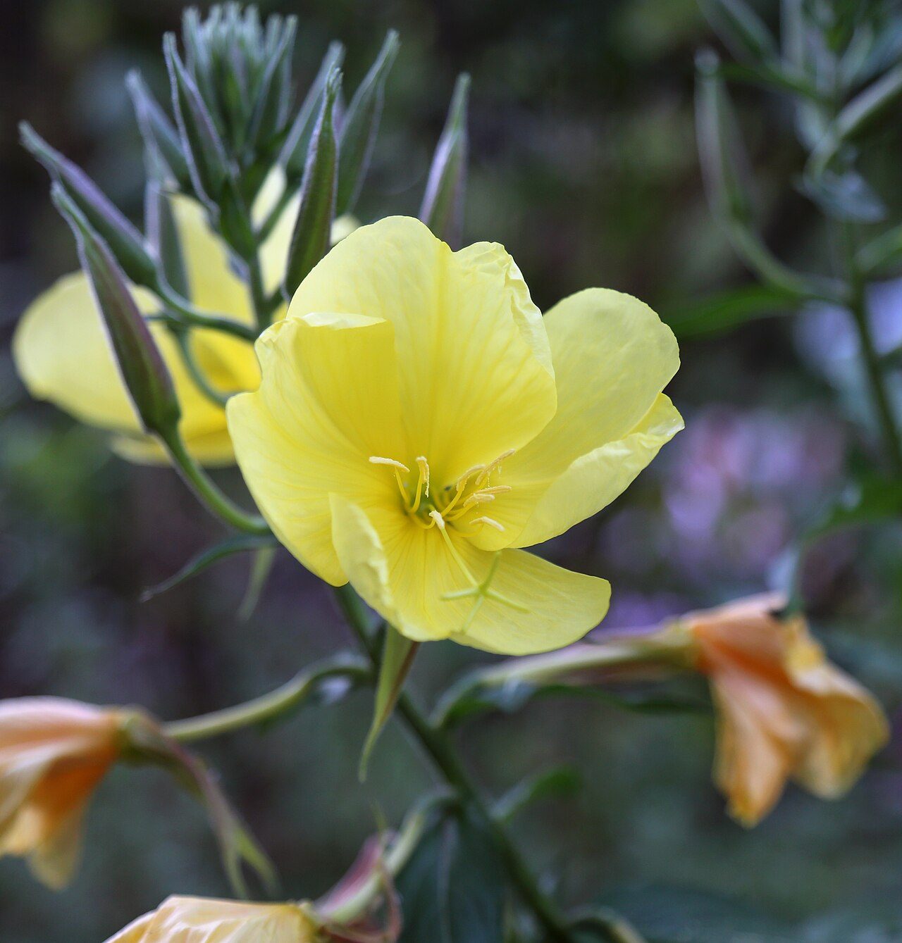 Middelste teunisbloem 4