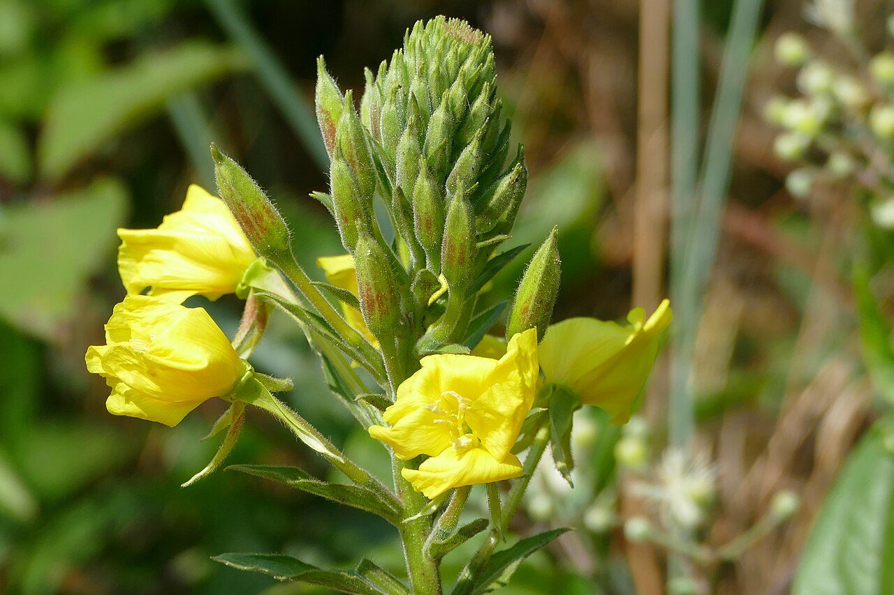 Middelste teunisbloem 5