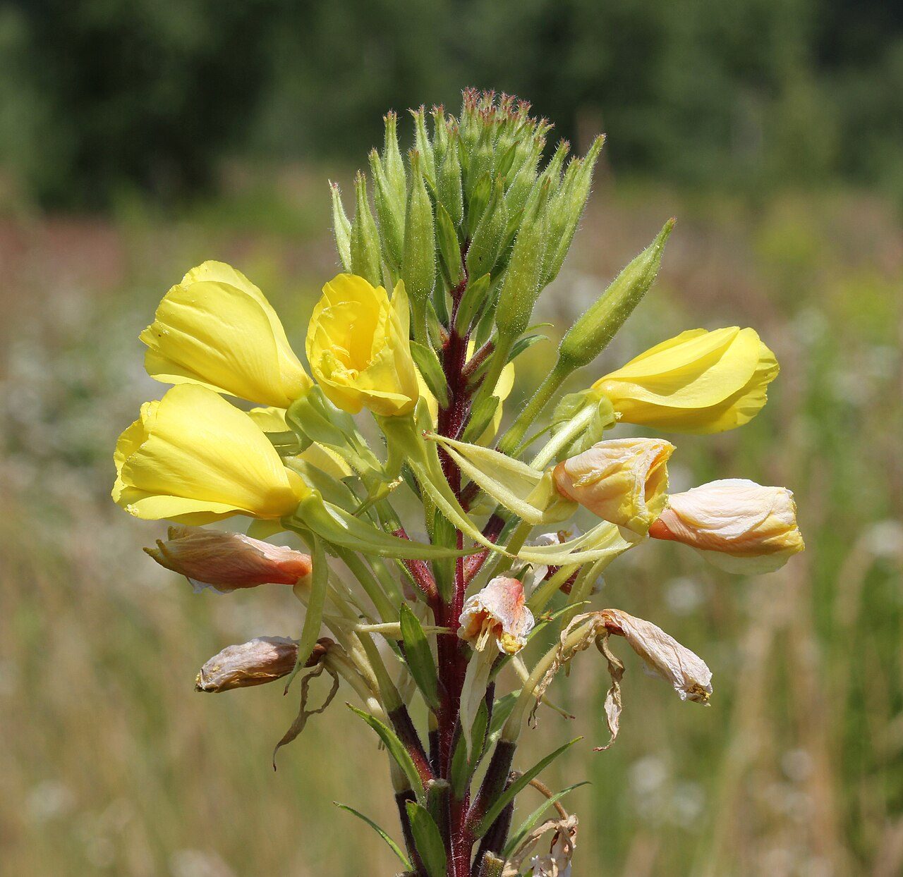 Middelste teunisbloem 6