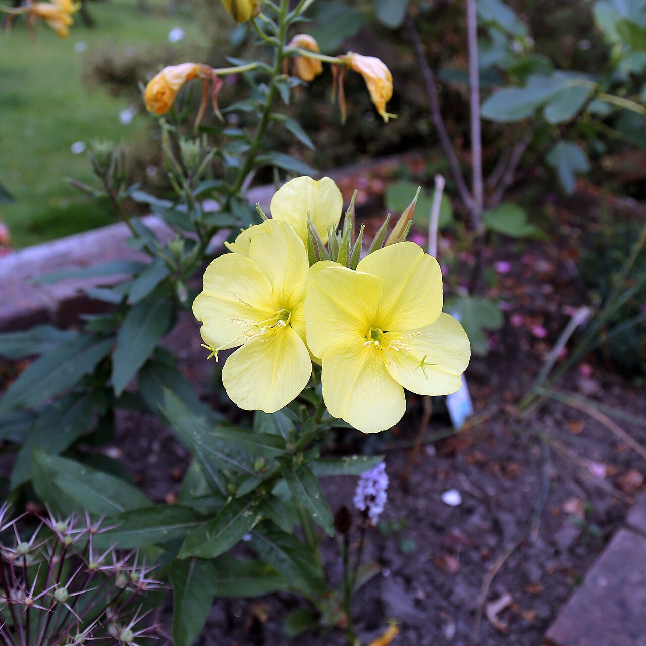 Middelste teunisbloem 8