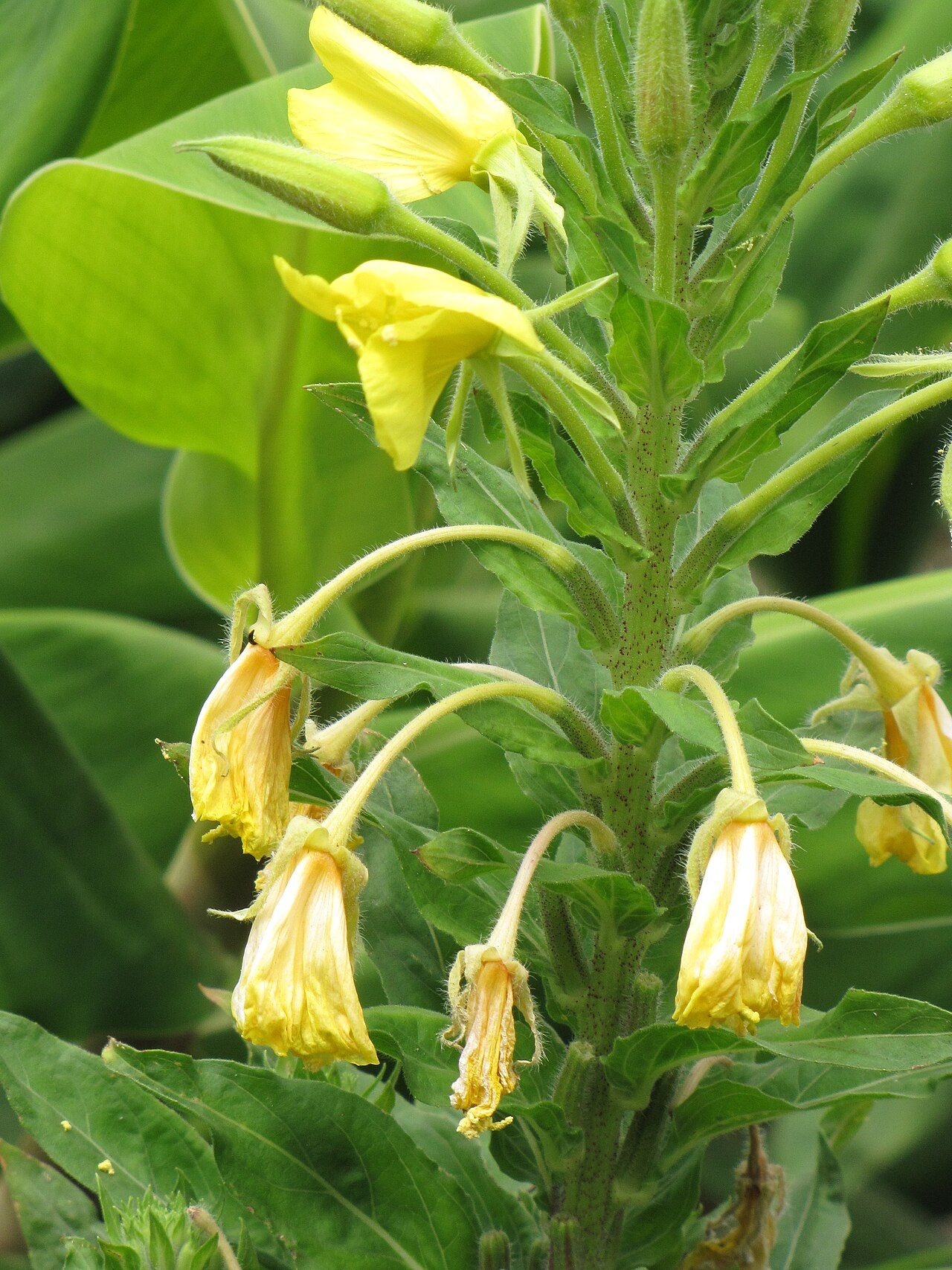 Middelste teunisbloem 7