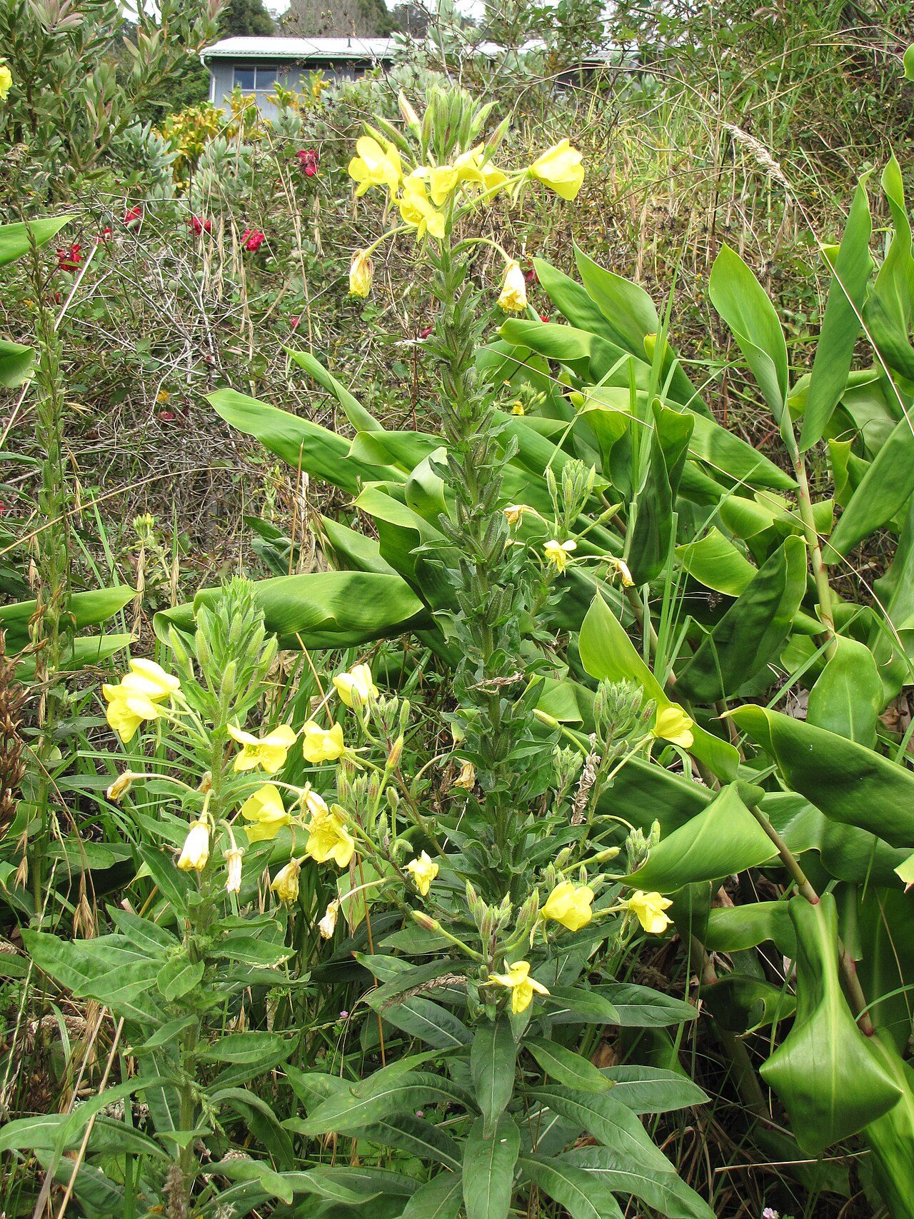 Middelste teunisbloem 9