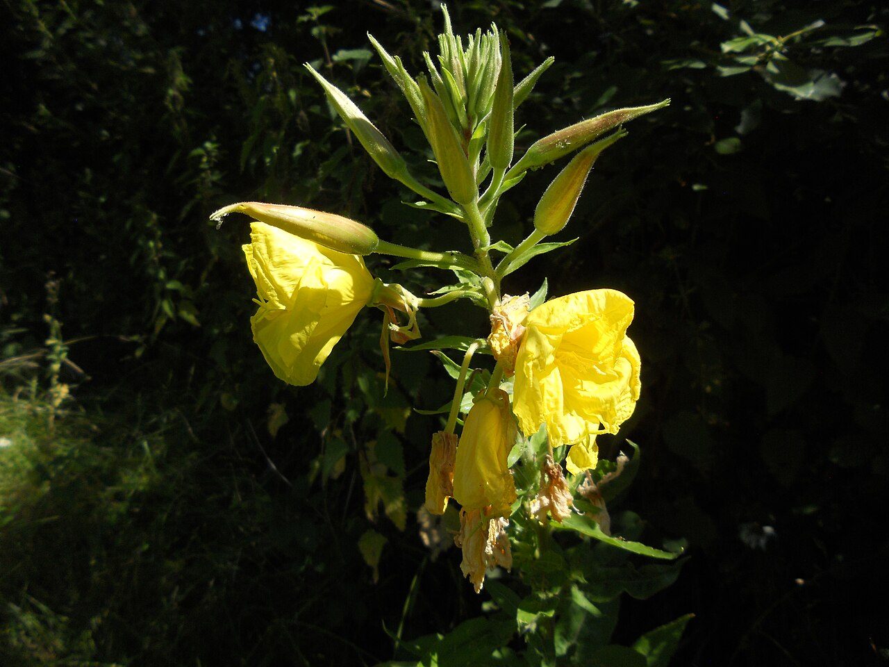 Middelste teunisbloem 10
