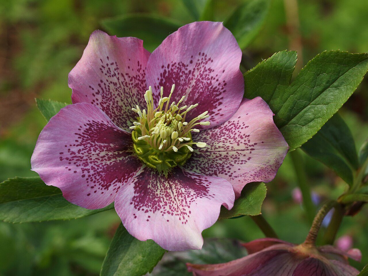 Lenten rose 2