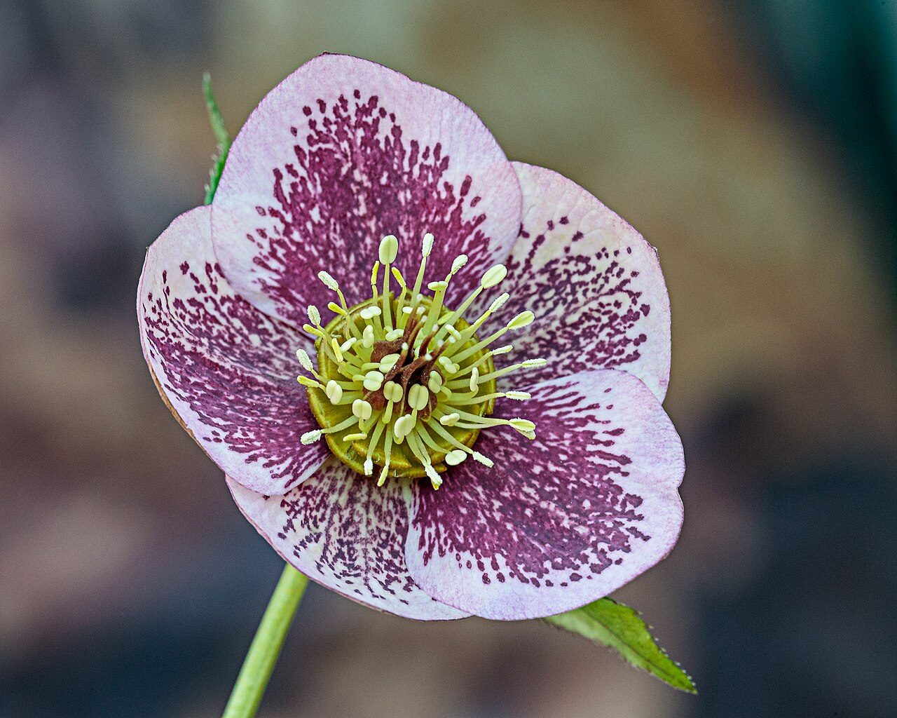 Lenten rose 3