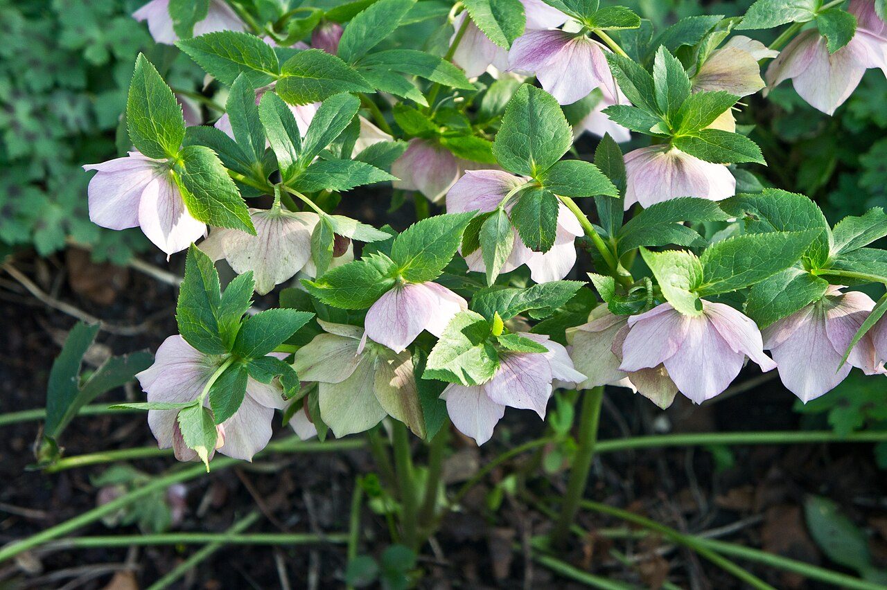 Lenten rose 4