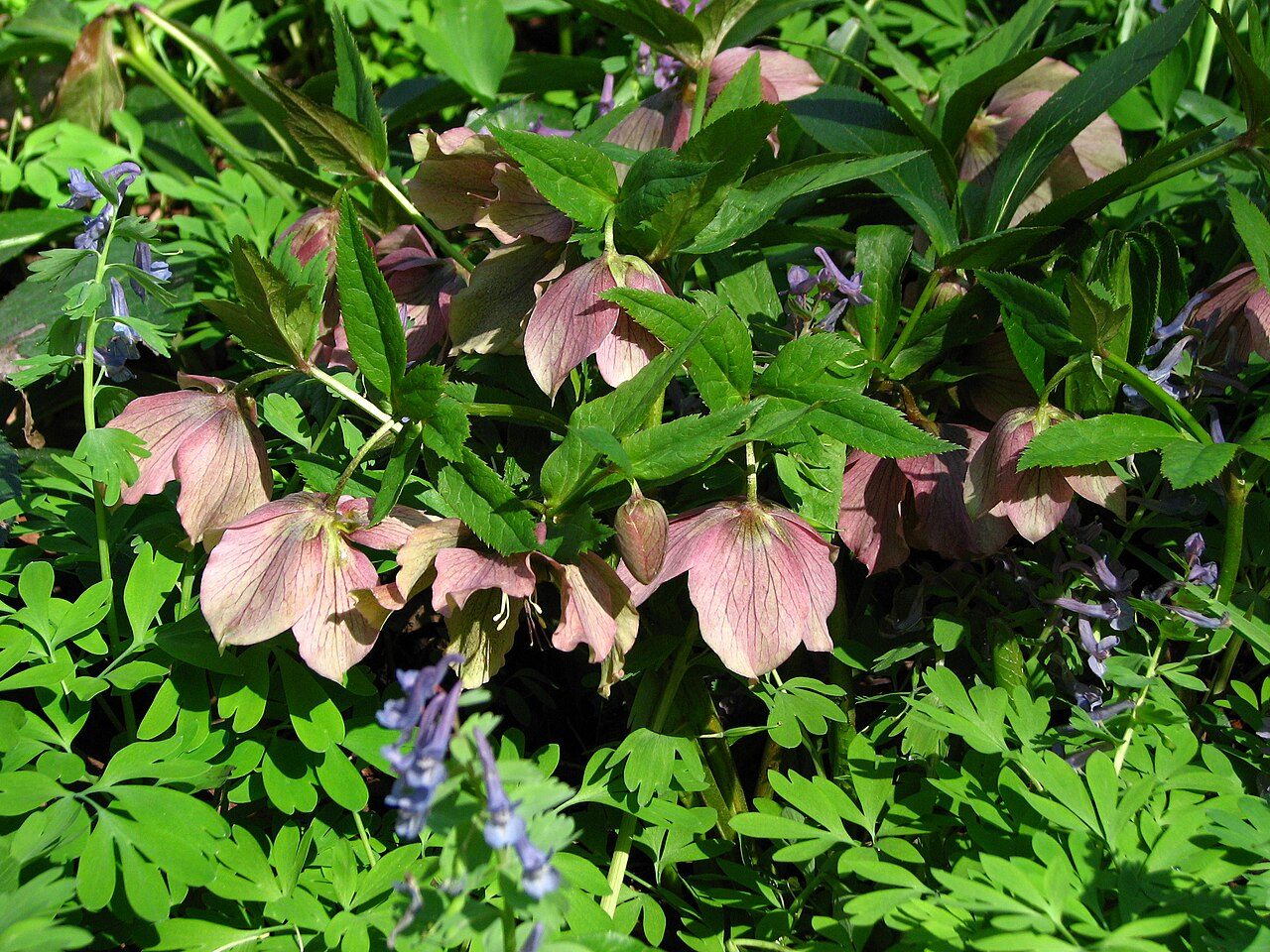Lenten rose 5