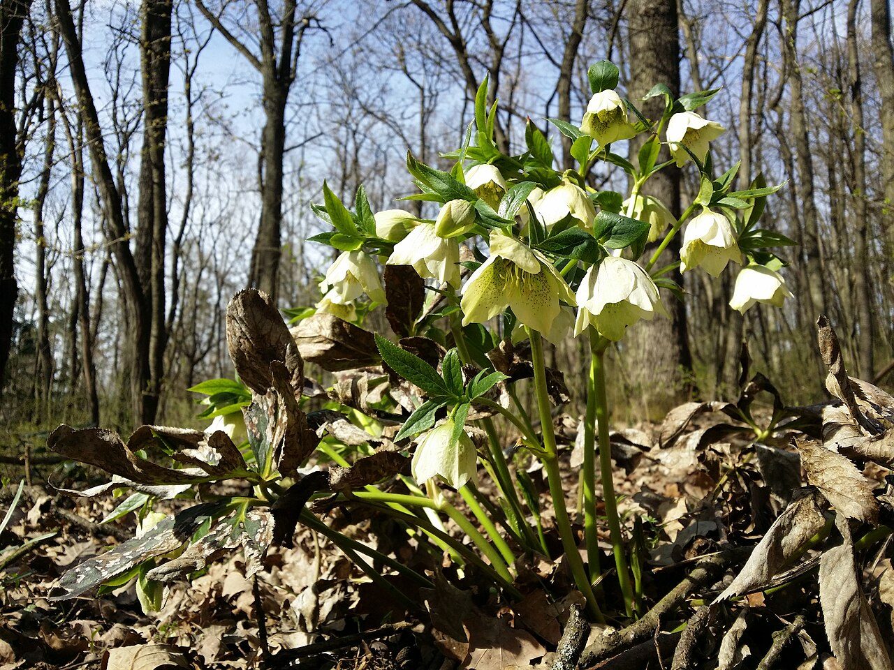 Lenten rose 6