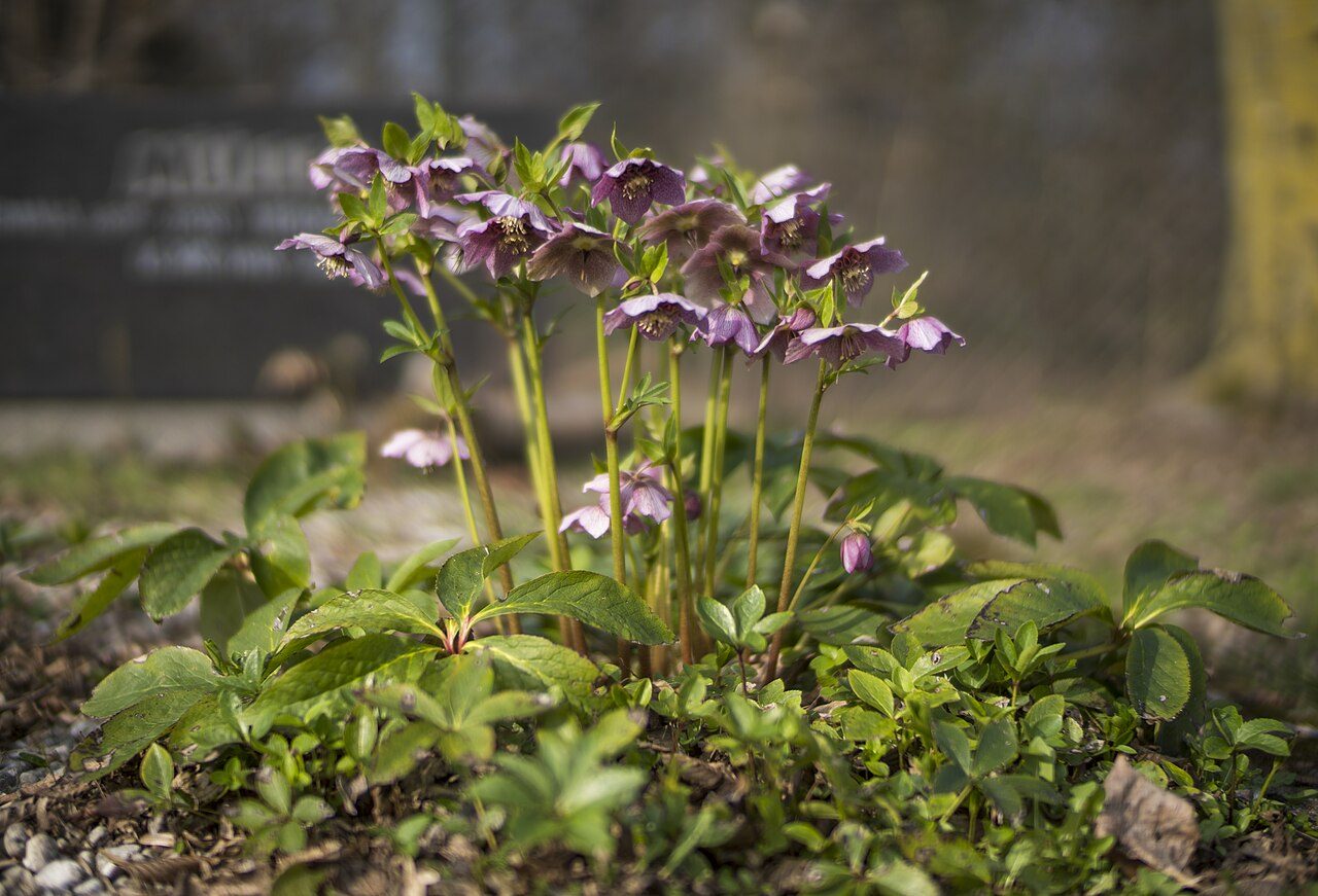 Lenten rose 7