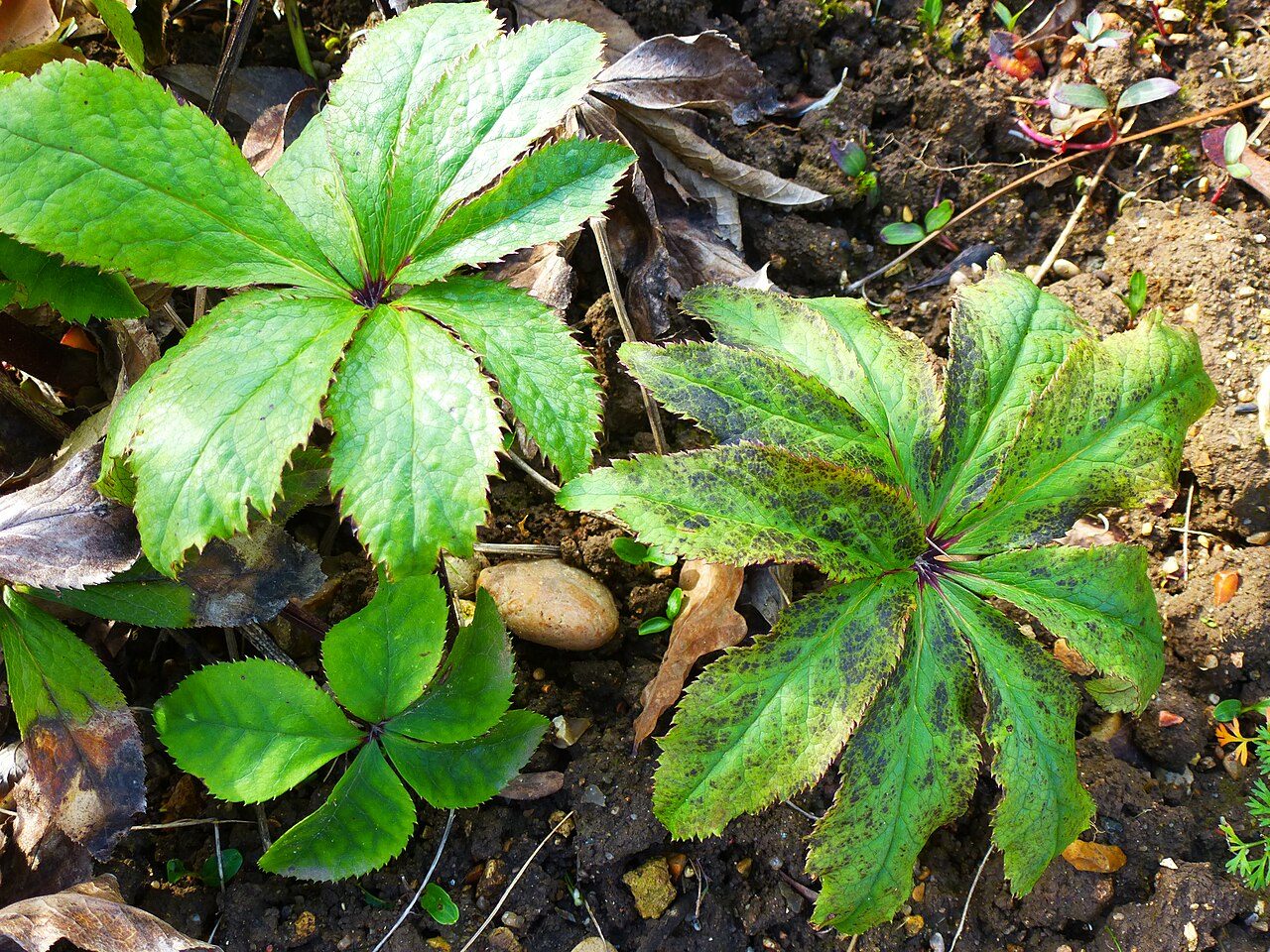 Lenten rose 8