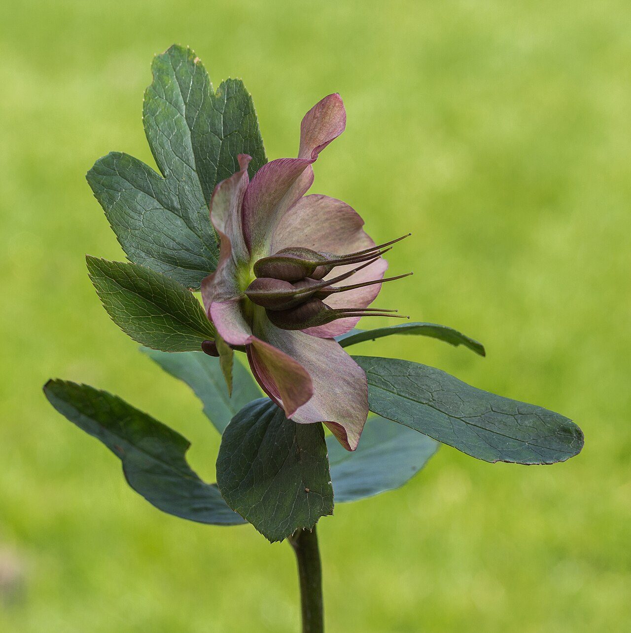 Lenten rose 9