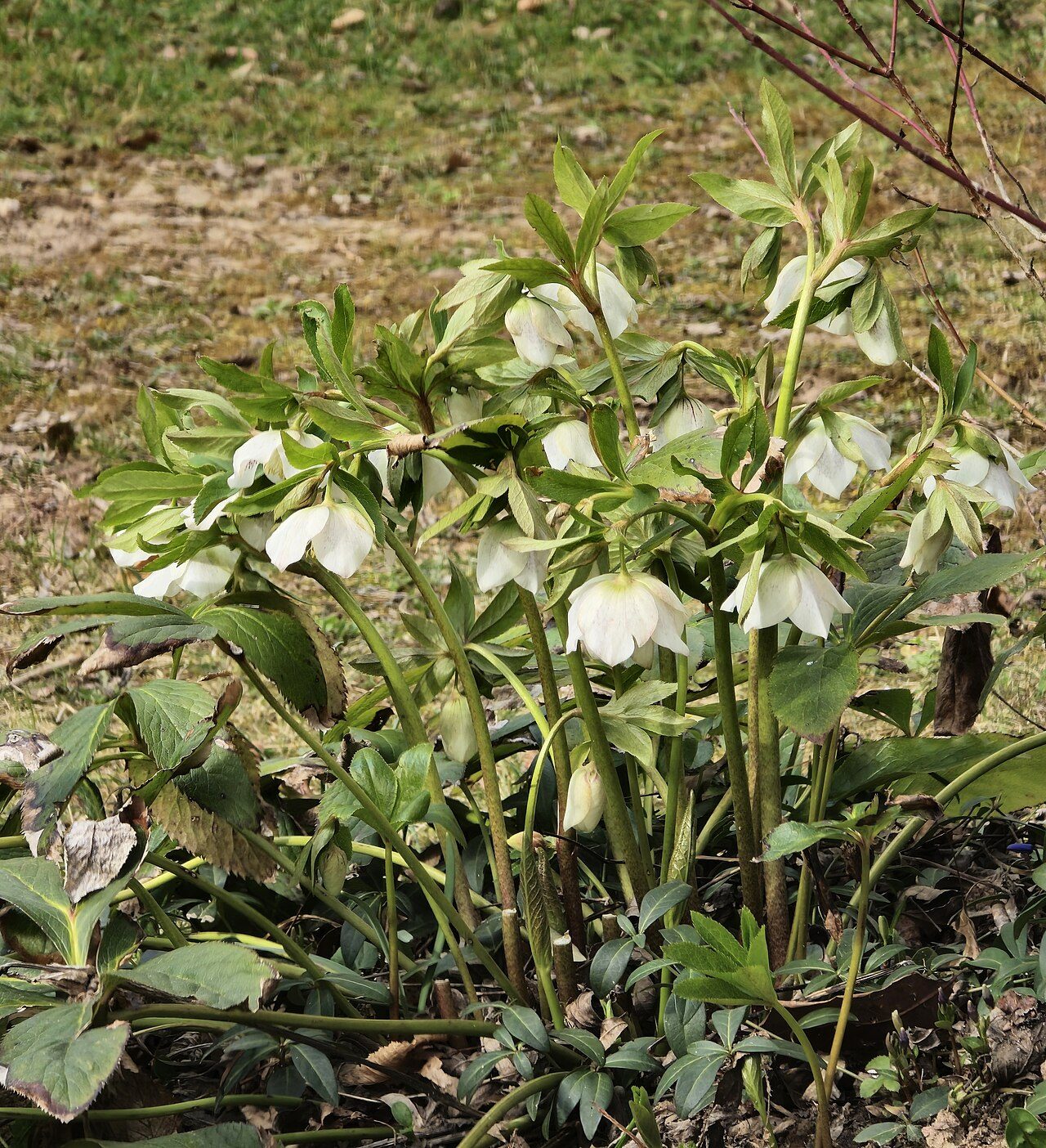 Lenten rose 10