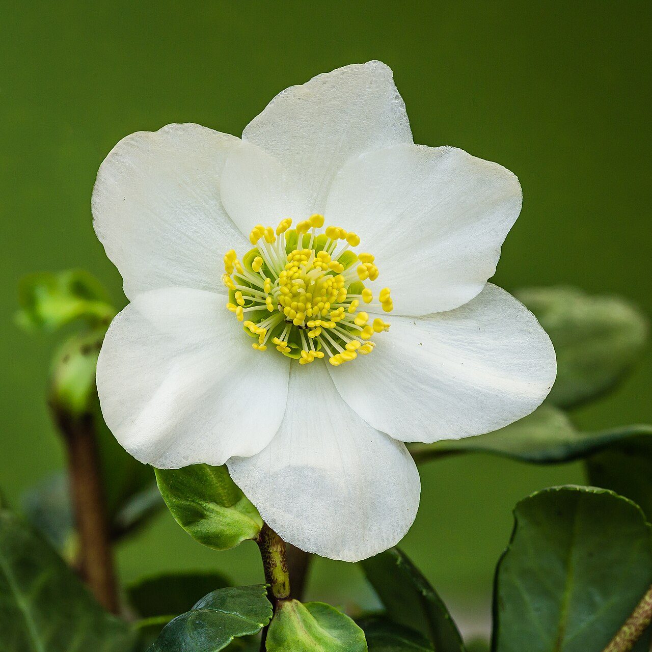 Helleborus niger