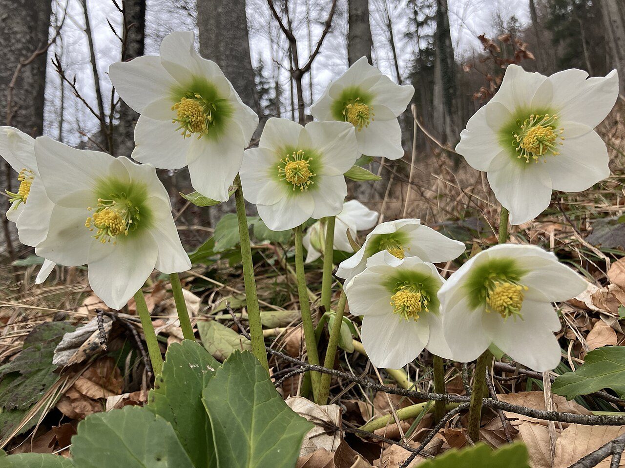 Helleborus niger 2