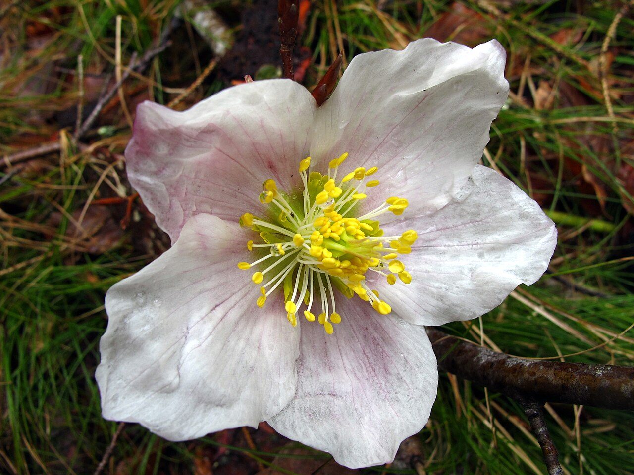 Helleborus niger 3