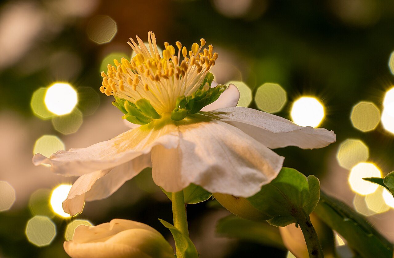 Helleborus niger 5
