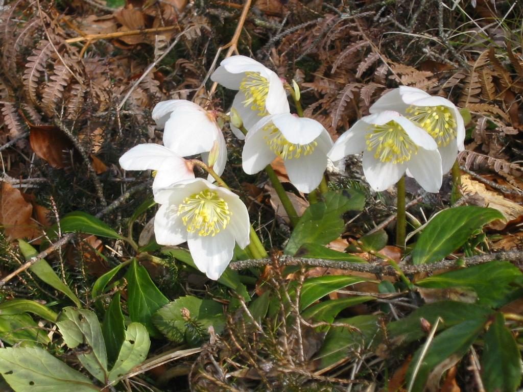 Helleborus niger 4