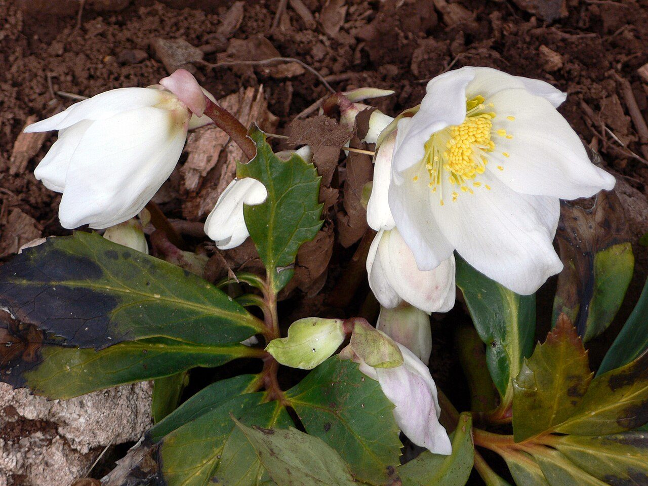 Helleborus niger 6