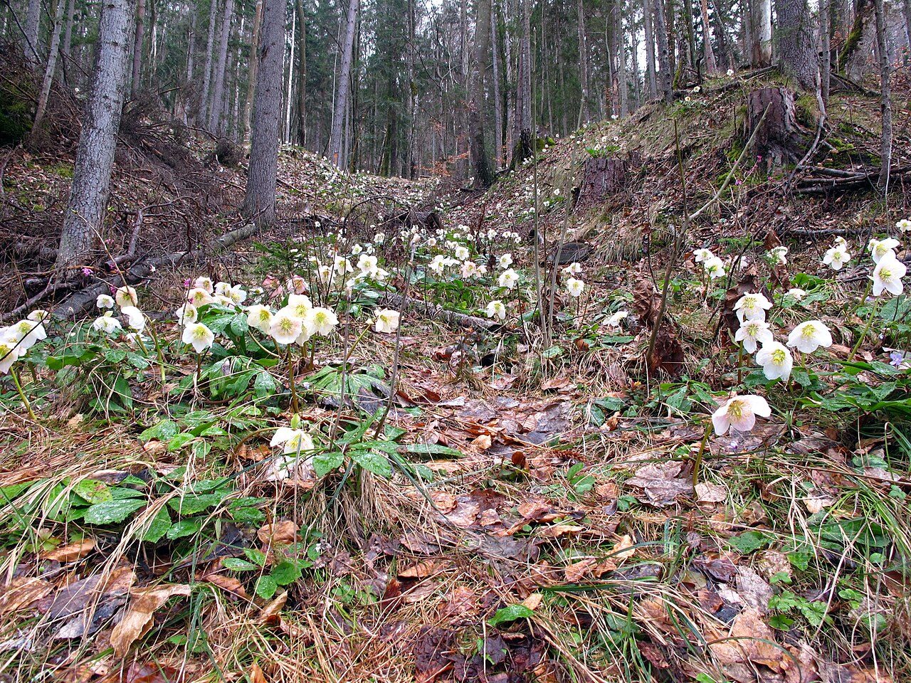 Helleborus niger 7