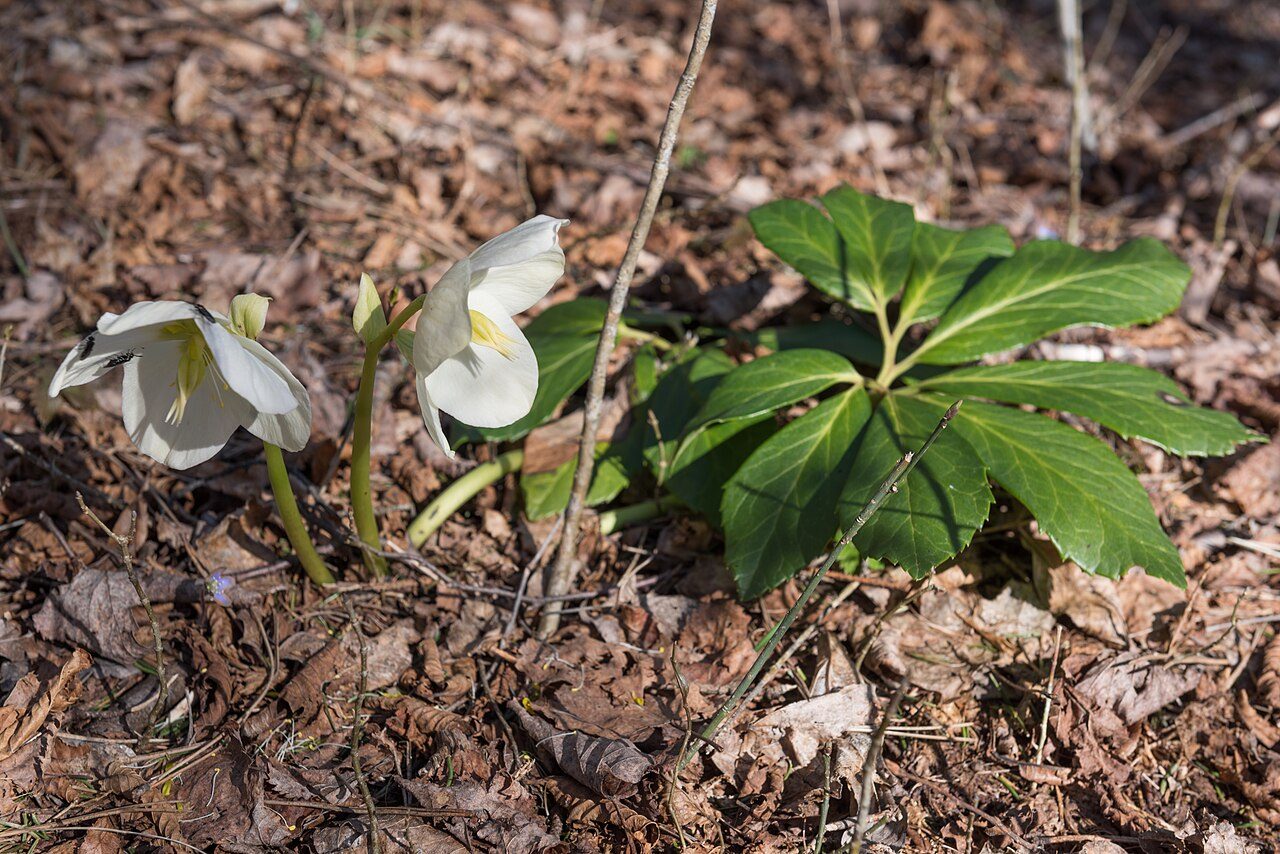 Helleborus niger 9