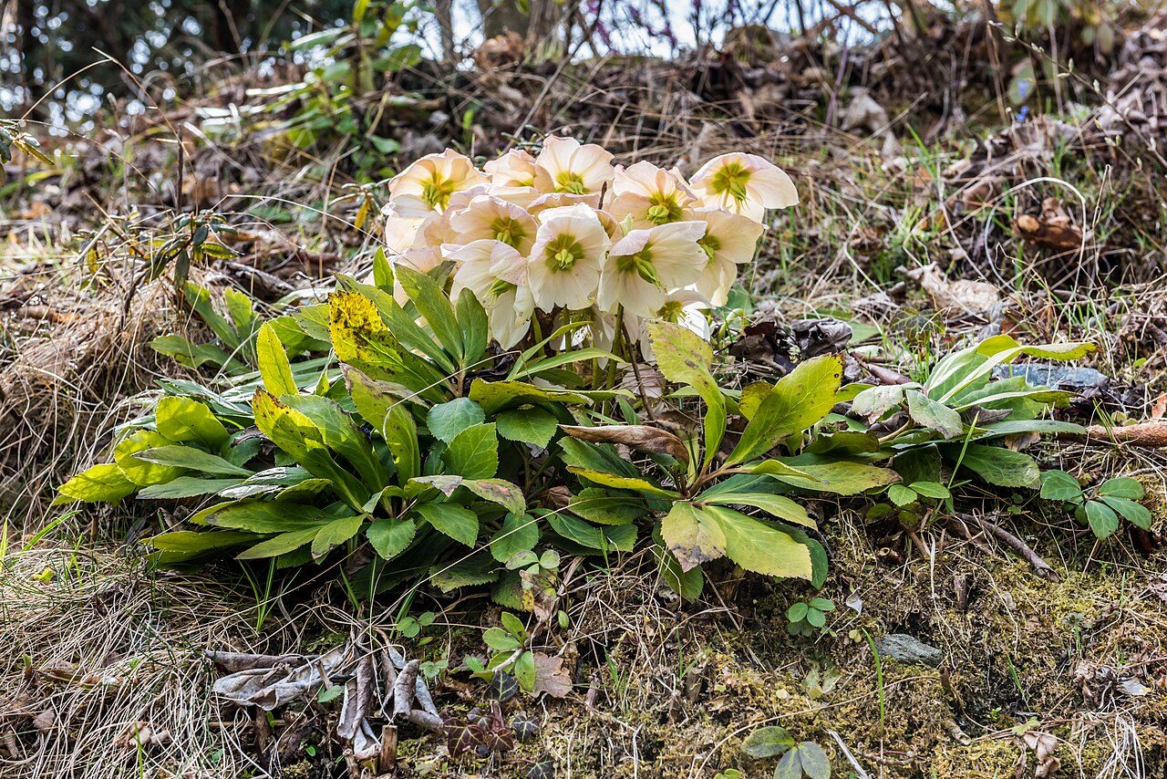 Helleborus niger 8