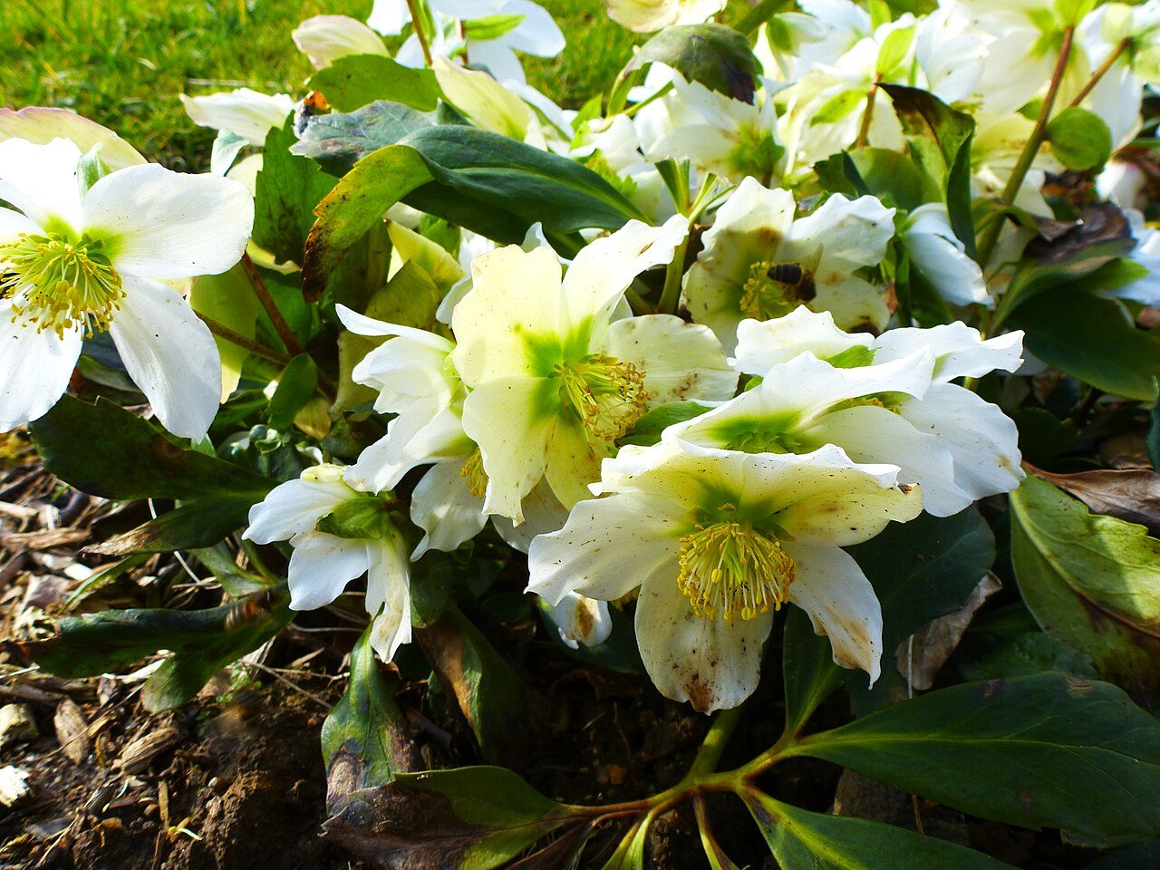 Helleborus niger 10