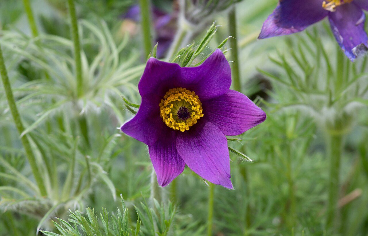 Pulsatilla vulgaris 2