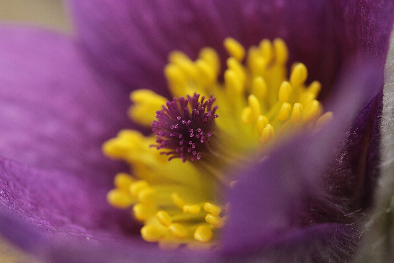 Pulsatilla vulgaris 3