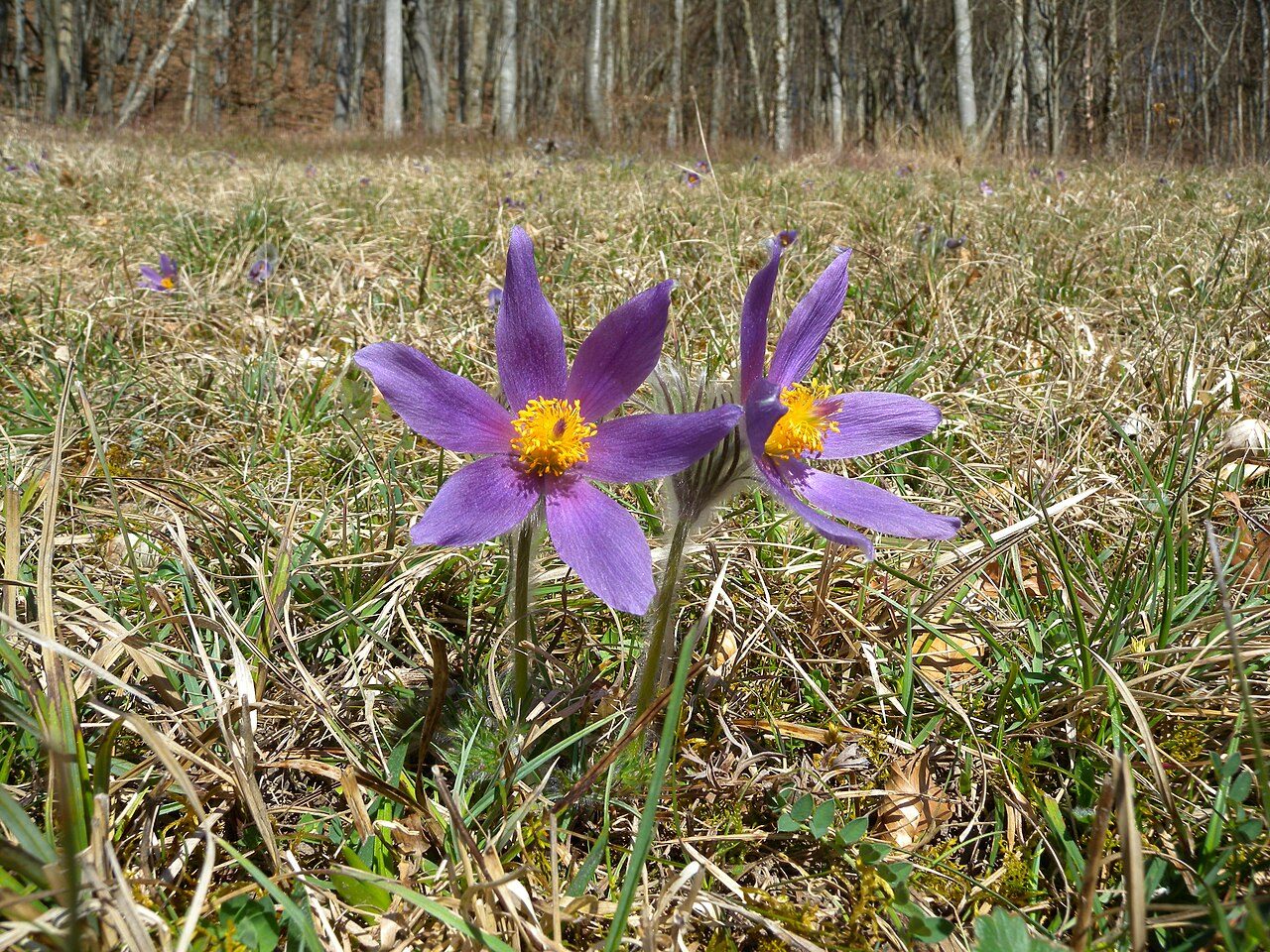 Pulsatilla vulgaris 4