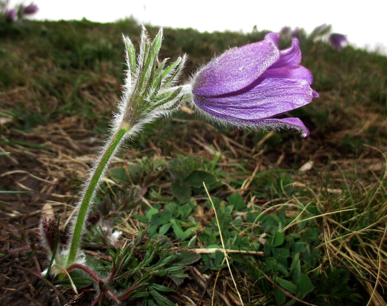 Pulsatilla vulgaris 5