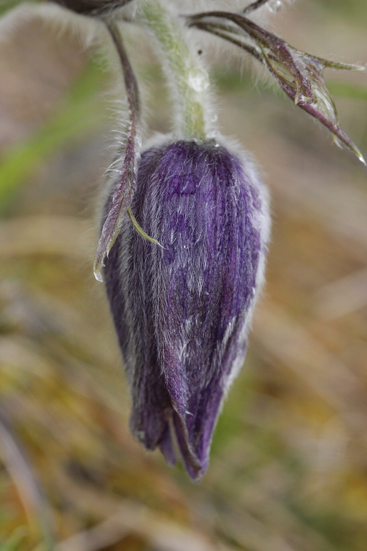 Pulsatilla vulgaris 6