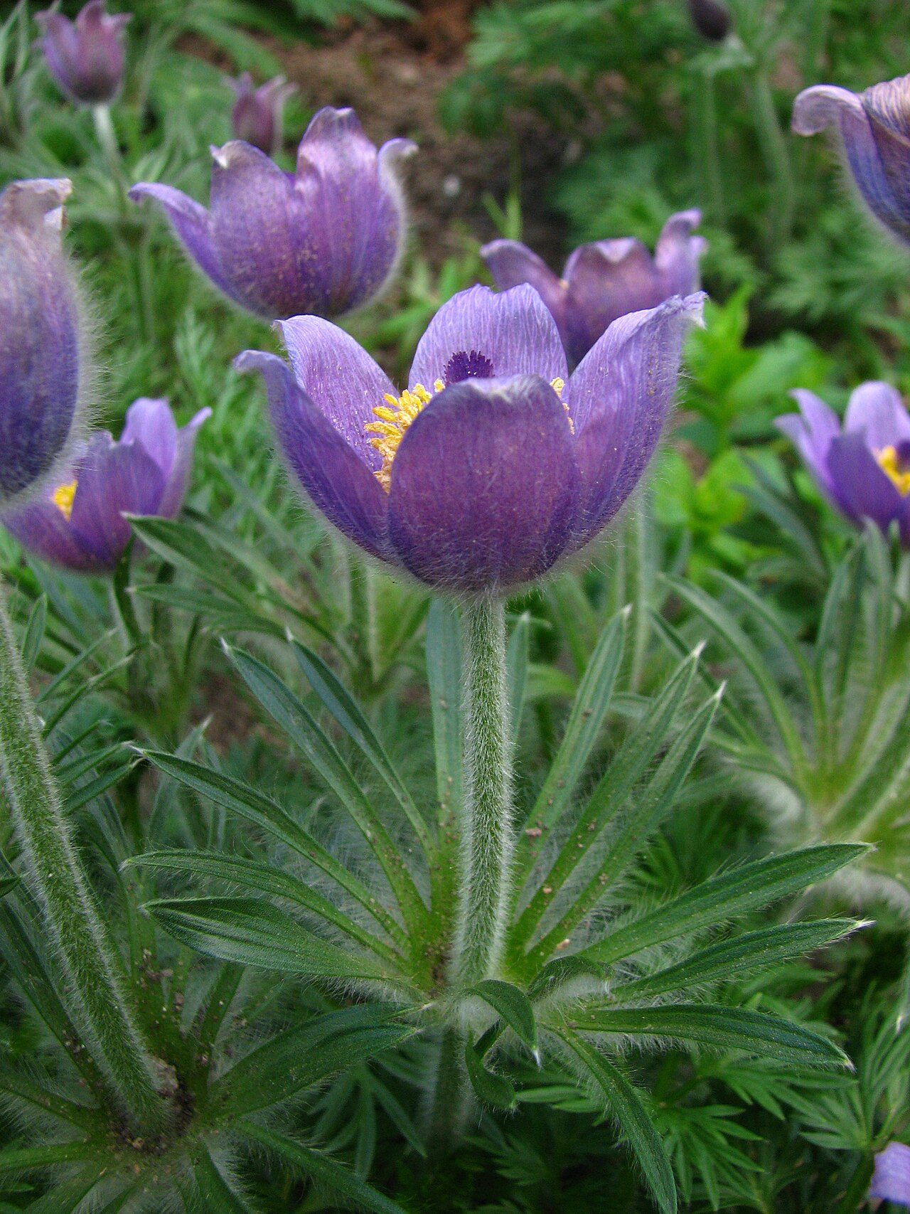 Pulsatilla vulgaris 7