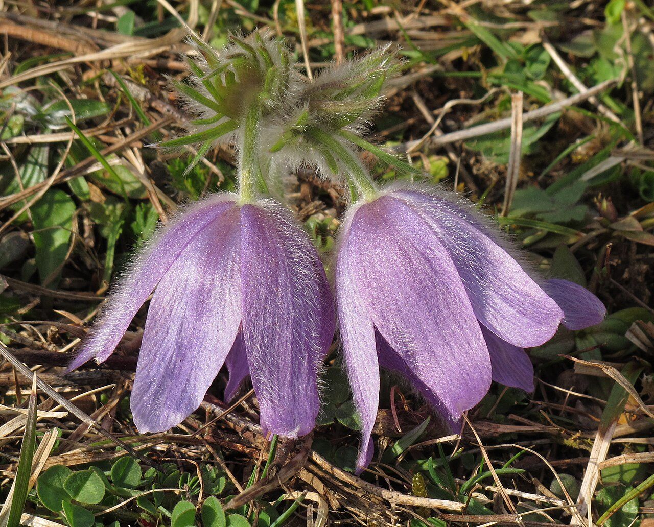 Pulsatilla vulgaris 8