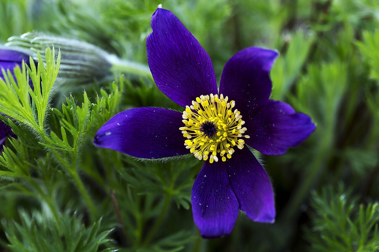 Pulsatilla vulgaris 9