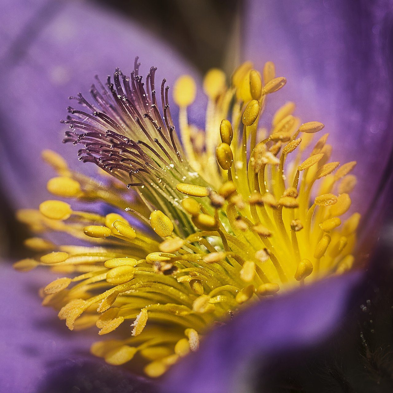 Pulsatilla vulgaris 10