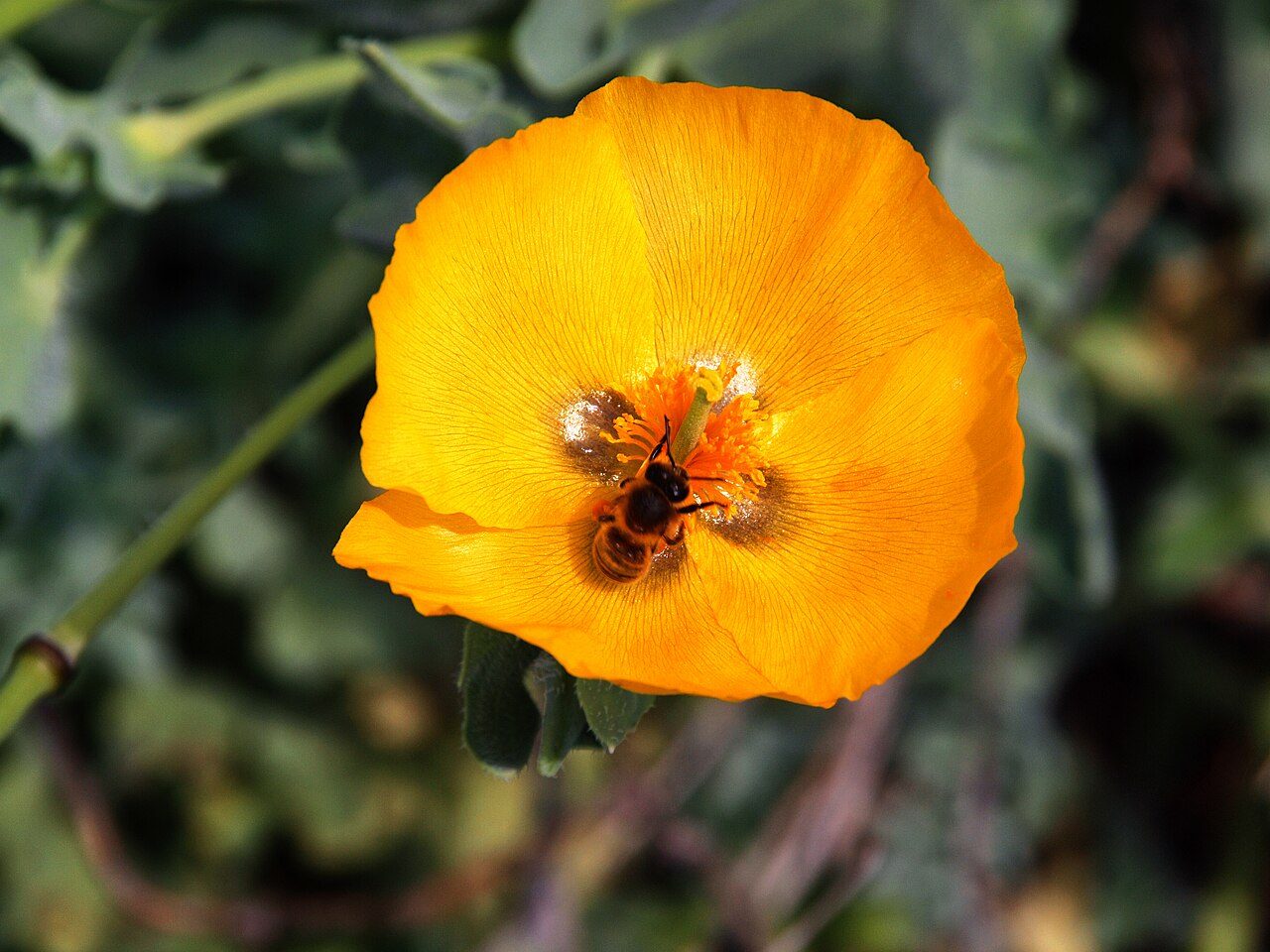 Glaucium flavum
