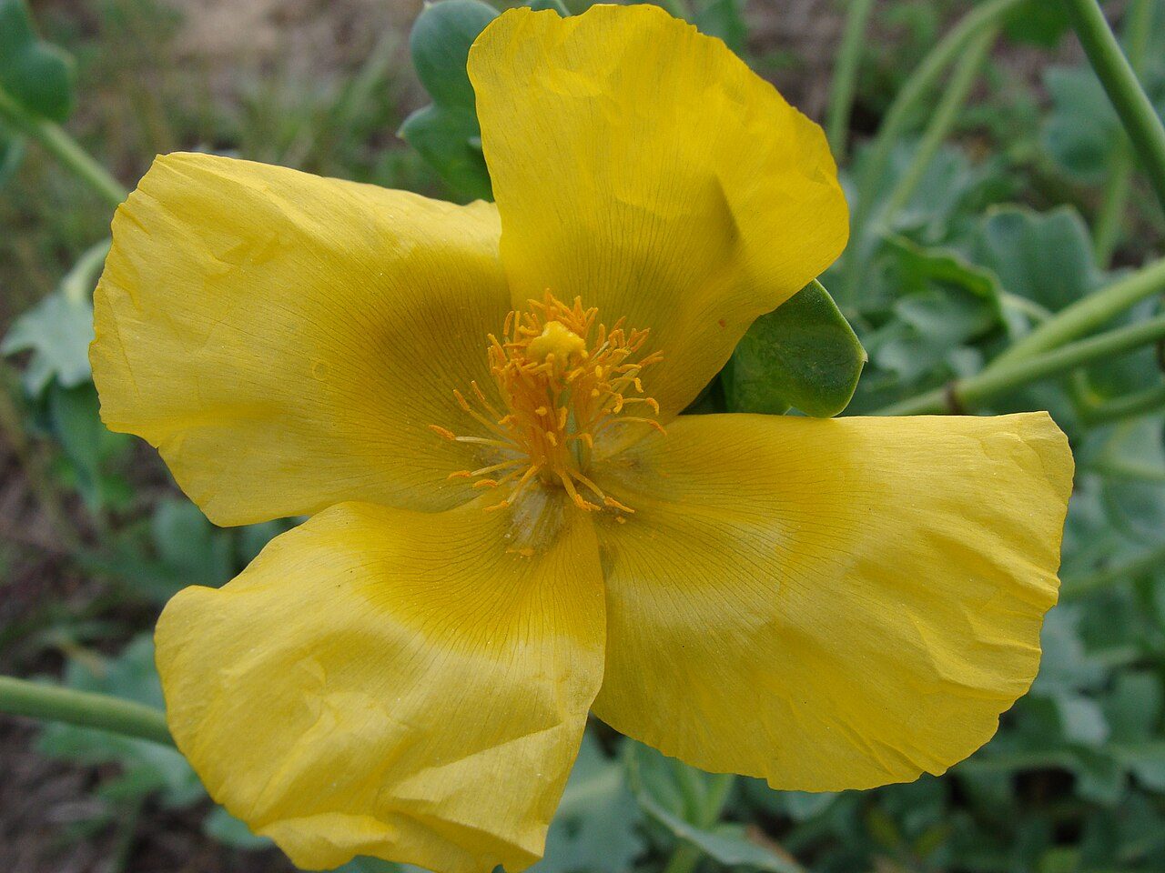 Glaucium flavum 2