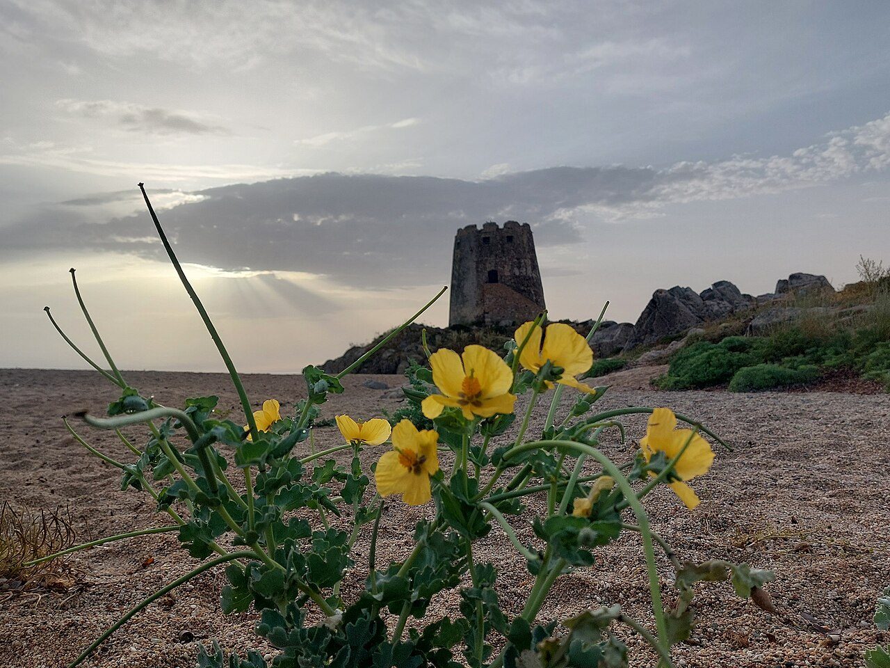 Glaucium flavum 3