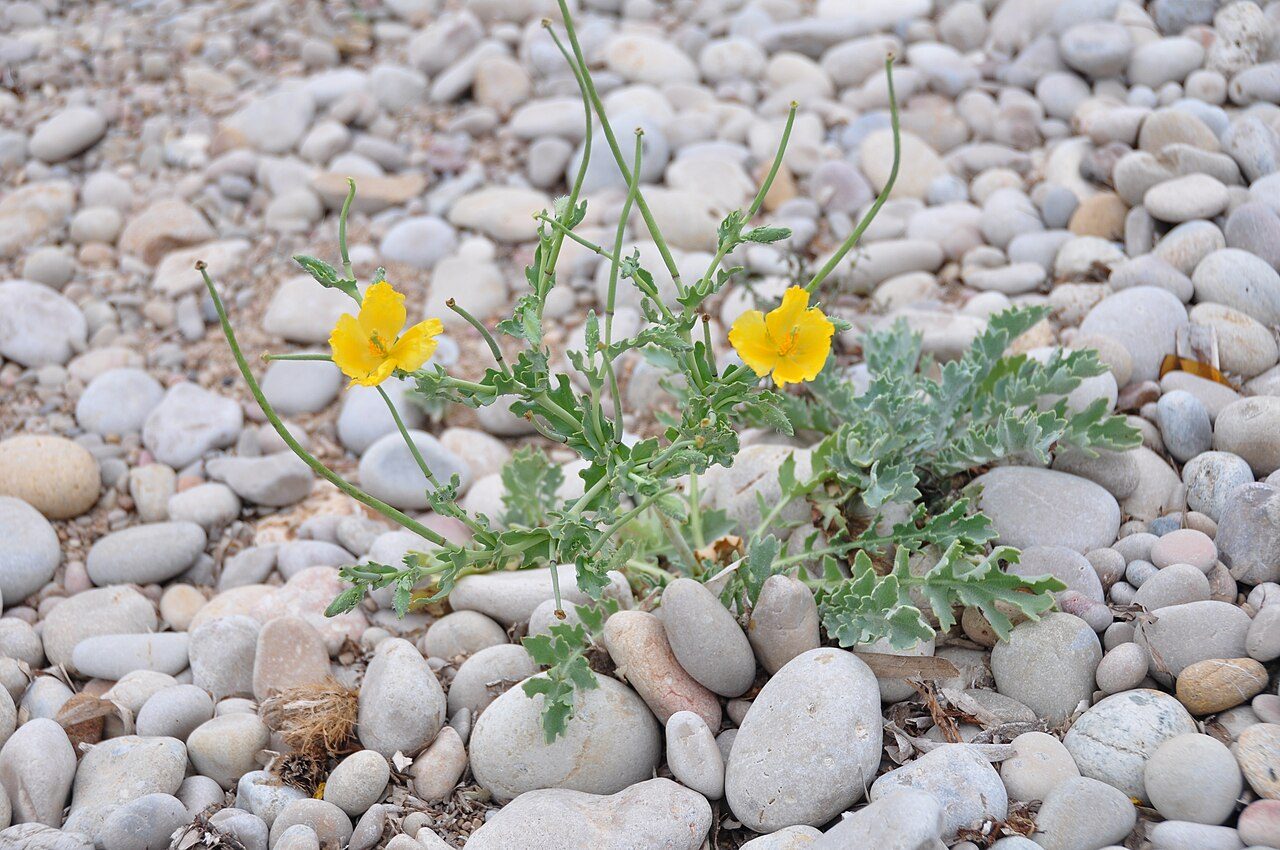 Glaucium flavum 4