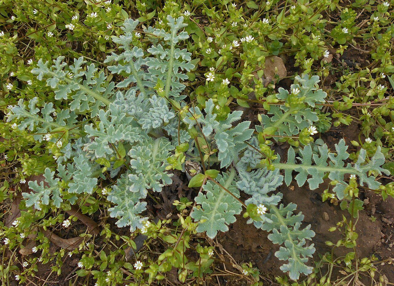 Glaucium flavum 5