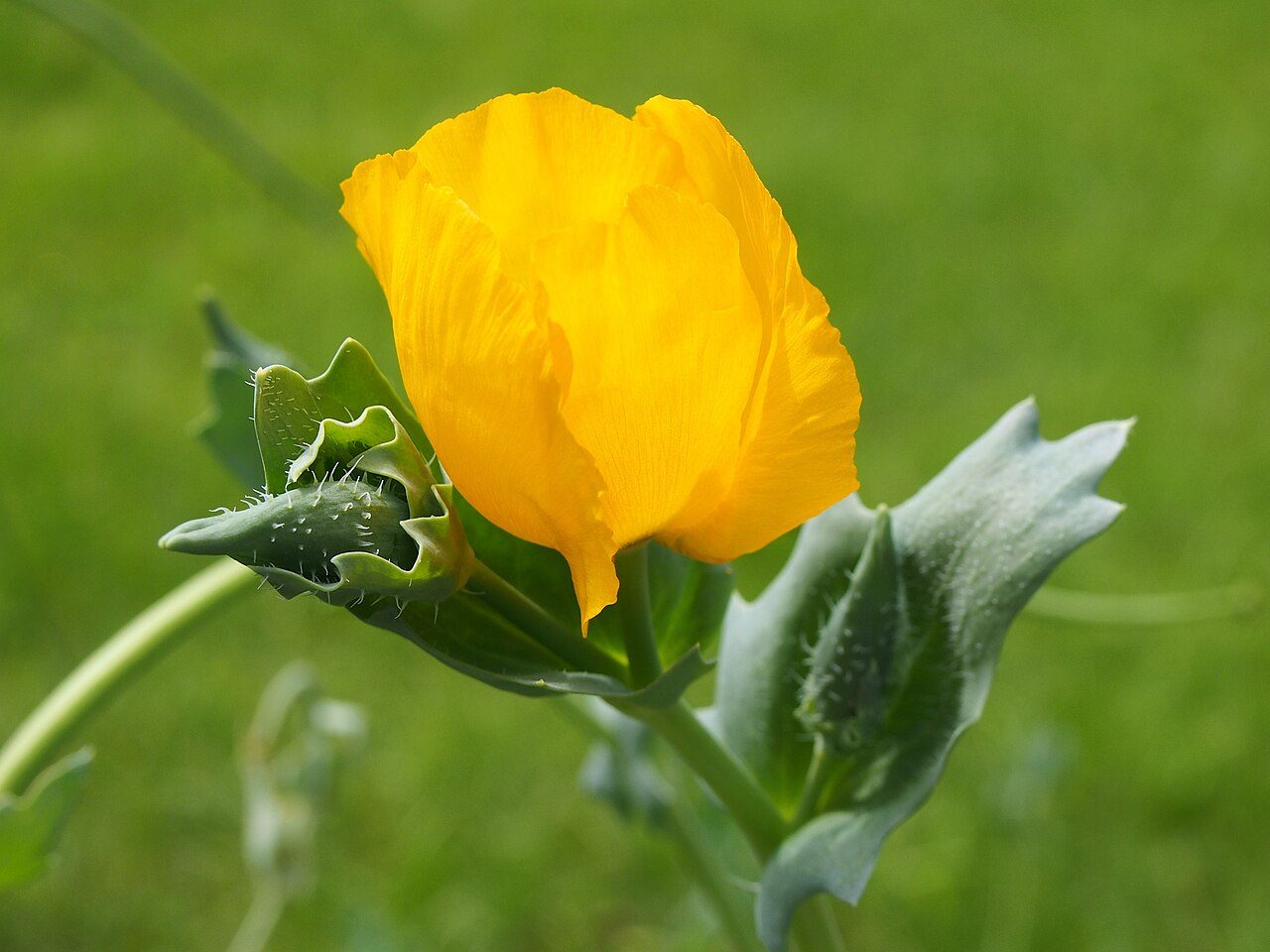 Glaucium flavum 6