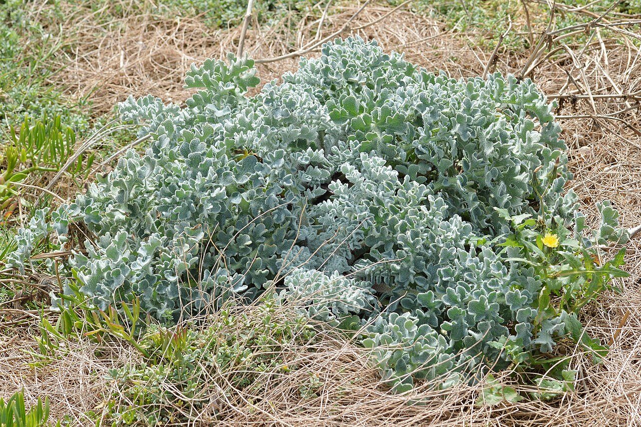 Glaucium flavum 7