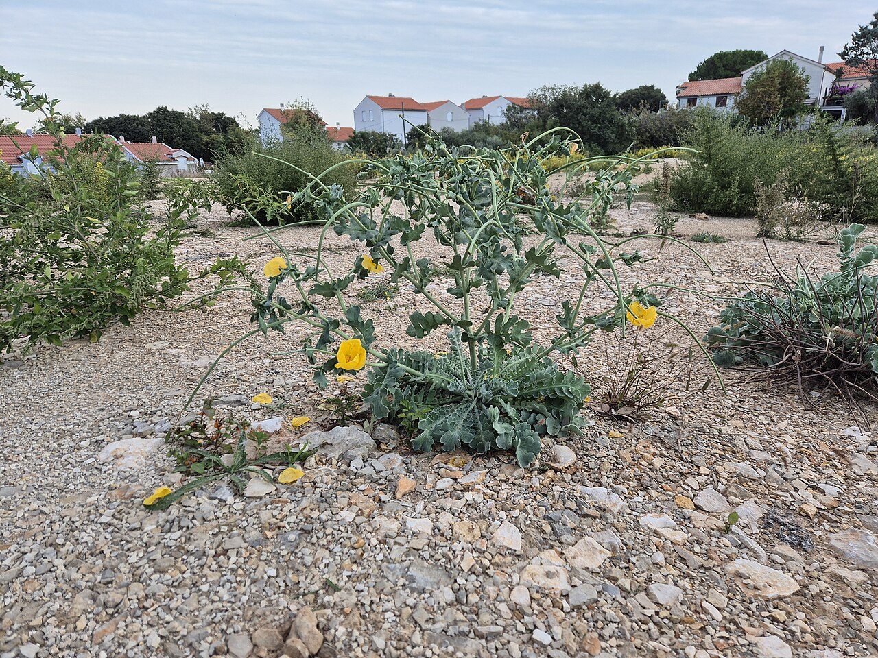 Glaucium flavum 8