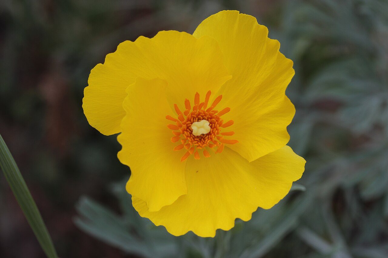 Glaucium flavum 9