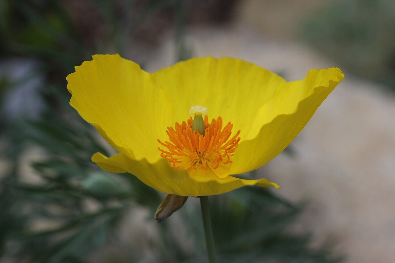 Glaucium flavum 10