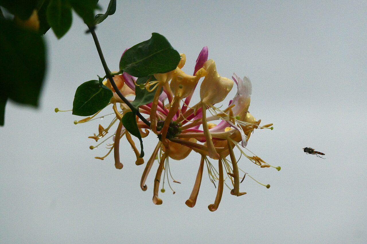 Wald-Geißblatt 2